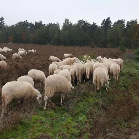 In Veluwe With Sauna And Nature Views