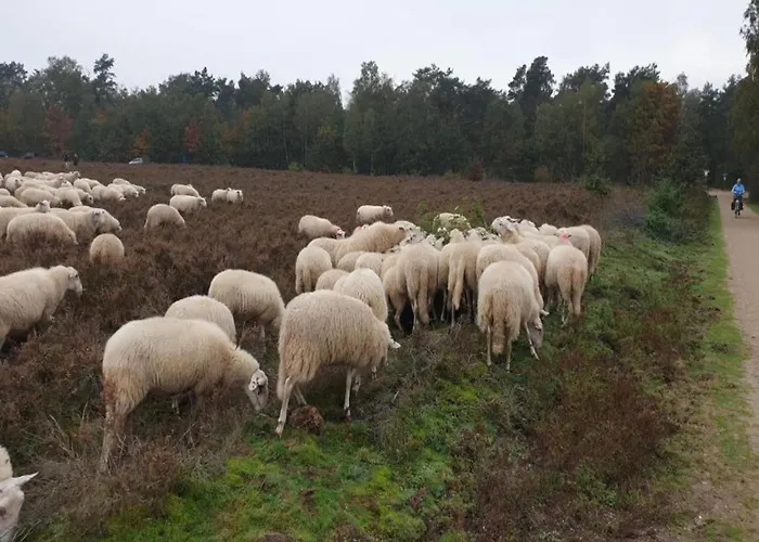 In Veluwe With Sauna And Nature Views